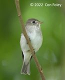 Flycatcher, Asian Brown @ Healing Garden