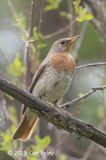 Thrush, Red-throated (male) @ Jargalant Forest