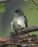 Treeswift, Grey-rumped (male) @ Margaret Drive