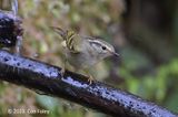 Warbler, Sichuan Leaf @ Hide 1, Baihauling