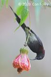 Sunbird, Black-throated (male) @ Hide 32 Baihauling