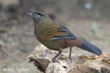 Laughingthrush, Blue-winged @ Hide 35 Baihauling