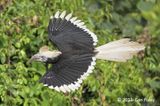 Hornbill, White-crowned (female) @ Chek Jawa