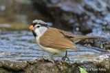 Parrotbill, Gray-headed @ Hide 6, Baihauling