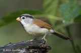 Parrotbill, Gray-headed @ Hide 6, Baihauling