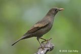 Blackbird, Grey-winged (female) @ Hide 6, Baihauling
