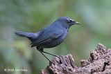 Shortwing, Himalayan (male) @ Hide 4, Baihauling