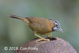 Babbler, Grey-throated @ Hide 32 Baihauling