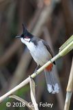 Bulbul, Red-whiskered @ BTC Baihauling