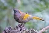 Laughingthrush, Assam @ Hide 4 Baihauling