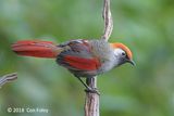 Laughingthrush, Red-tailed @ Hide 32 Baihauling