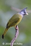 Finchbill, Crested @ Hide 32 Baihauling