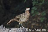 Pheasant, Lady Amhersts (female) @ Baihauling