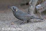 Rock-thrush, Chestnut-bellied (female) @ Hide 77 Baihauling