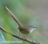 Prinia, Hill @ Hide 32 Baihauling