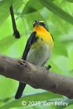 Flycatcher, Narcissus (male) @ Dairy Farm