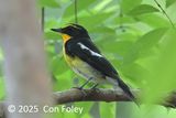 Flycatcher, Narcissus (male) @ Dairy Farm