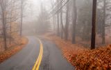 Foggy Morn