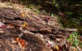 Armstrong Preserve
