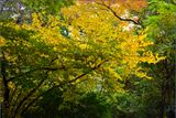 DSC_1022_1.jpg