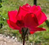 The last rose of summer.jpg