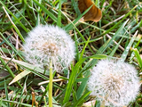 Dandelion.png