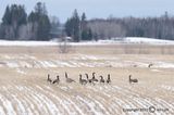 Canada Geese