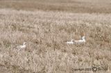 Snow Goose and two Rosss Goose 