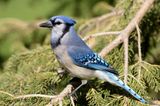 Blue Jay