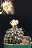 Neoporteria heinrichiana