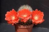 Rebutia Flavistyla