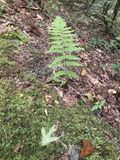 IMG_2115.jpeg