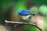 Red-flanked Bluetail DSC_1971