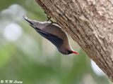 Velvet-Fronted Nuthatch DSC_2515