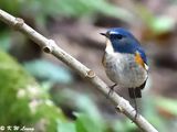 Red-flanked Bluetail DSC_2378