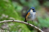 Red-flanked Bluetail DSC_2425