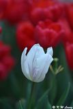Tulip DSC_9029