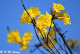 Yellow Pui DSC_3808