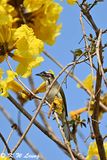 Chinese Bulbul DSC_9766