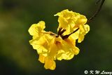 Yellow Pui DSC_3819