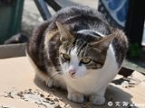 Cat DSC_9862