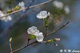 Cherry blossom DSC_9970