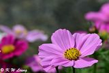 Cosmos DSC_9976