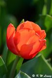 Tulip DSC_9888
