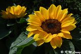 Sunflower DSC_0027