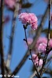 Cherry blossom DSC_9941
