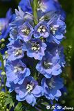 Delphinium elatum DSC_9995