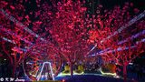 Cherry blossoms @ night DSC_0316