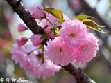 Cherry blossom DSC_0242
