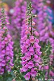 Foxgloves DSC_0176